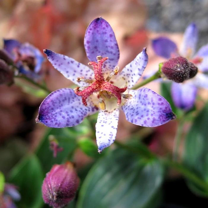 SEIRYU TOAD LILY 1 SEIRYU TOAD LILY