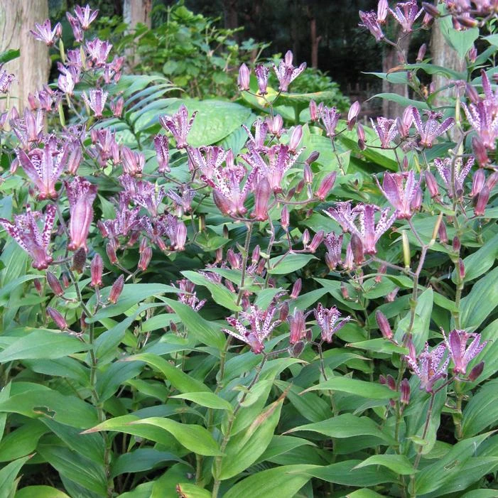 SINONOME TOAD LILY 1 SINONOME TOAD LILY