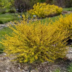 LUCKY DEVIL® NINEBARK -Plant Urea Sales DETA 5351