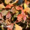 LACETTE™ FRAGRANT SUMAC