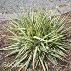 COLOR GUARD YUCCA -Plant Urea Sales DETA 537