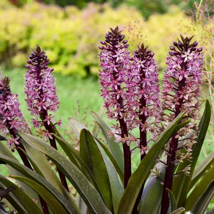 CROWNING GLORY™ PURPLE REIGN PINEAPPLE LILY 3 CROWNING GLORY™ PURPLE REIGN PINEAPPLE LILY - Image 3