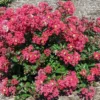 BELLINI® STRAWBERRY CRAPEMYRTLE