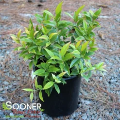 Plant Urea Sales -Plant Urea Sales DETA 5392