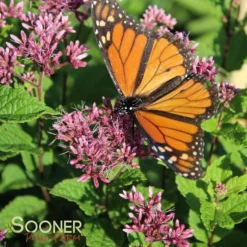 LITTLE JOE JOE PYE WEED -Plant Urea Sales DETA 543