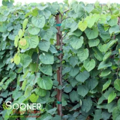 GREEN MACHINE WEEPING REDBUD -Plant Urea Sales DETA 5449