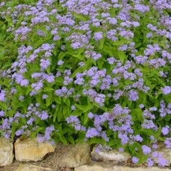 BLUE MISTFLOWER