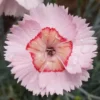 WHETMAN® AMERICAN PIE® GEORGIA PEACH PIE DIANTHUS