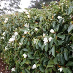 FAIRY MAGNOLIA® WHITE MAGNOLIA -Plant Urea Sales DETA 5583