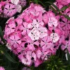 ROCKIN'™ PINK MAGIC DIANTHUS
