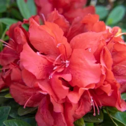 EVER AFTER™ RUBY REBLOOMING AZALEA