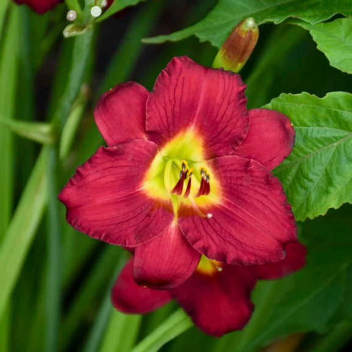 PARDON ME DAYLILY 1 PARDON ME DAYLILY