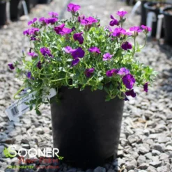ROCK ON PURPLE ROCK CRESS -Plant Urea Sales DETA 5677