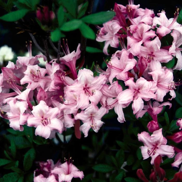 CANDY LIGHTS™ DECIDUOUS AZALEA 1 CANDY LIGHTS™ DECIDUOUS AZALEA