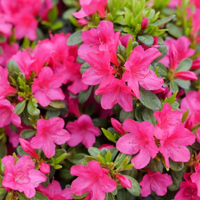 PERFECTO MUNDO® FUCHSIA CARPET™ AZALEA 1 PERFECTO MUNDO® FUCHSIA CARPET™ AZALEA