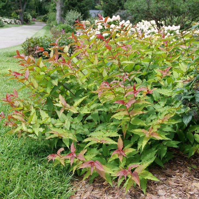 KODIAK® RED 2.0 BUSH HONEYSUCKLE 1 KODIAK® RED 2.0 BUSH HONEYSUCKLE