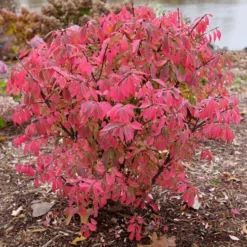 FIRE BALLĀ® SEEDLESS BURNING BUSH