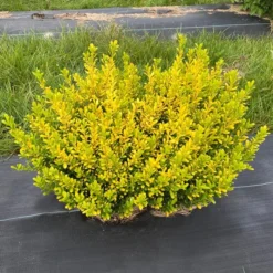 GLOW POP™ JAPANESE HOLLY -Plant Urea Sales DETA 5737