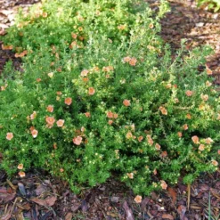 HAPPY FACE® ORANGE POTENTILLA -Plant Urea Sales DETA 5741