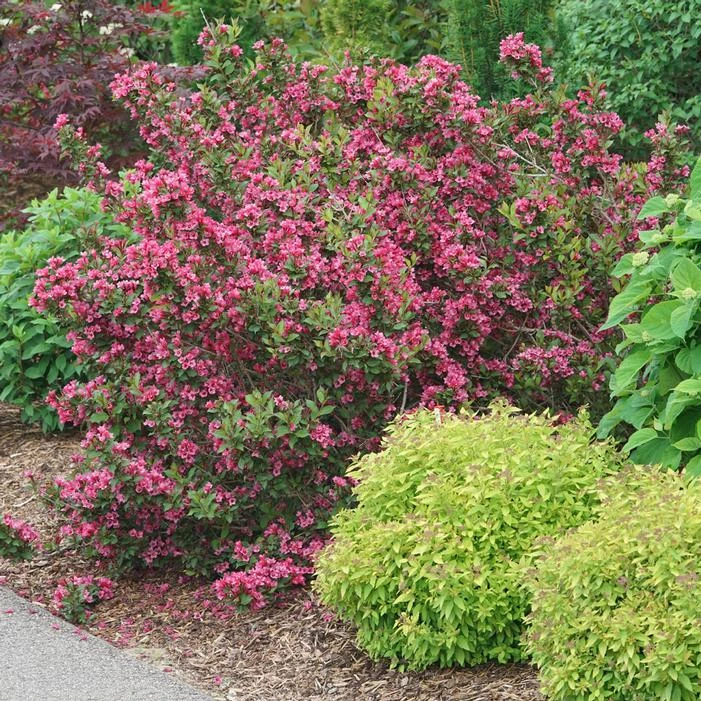 SONIC BLOOM® PUNCH™ WEIGELA 3 SONIC BLOOM® PUNCH™ WEIGELA - Image 3
