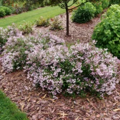 YUKI KABUKI™ DEUTZIA -Plant Urea Sales DETA 5762