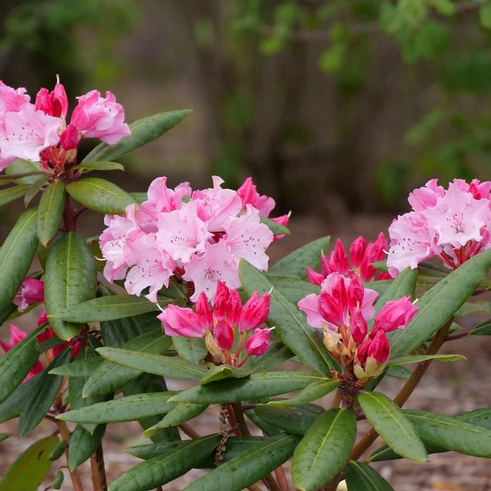 DANDY MAN COLOR WHEEL® RHODODENDRON 2 DANDY MAN COLOR WHEEL® RHODODENDRON - Image 2