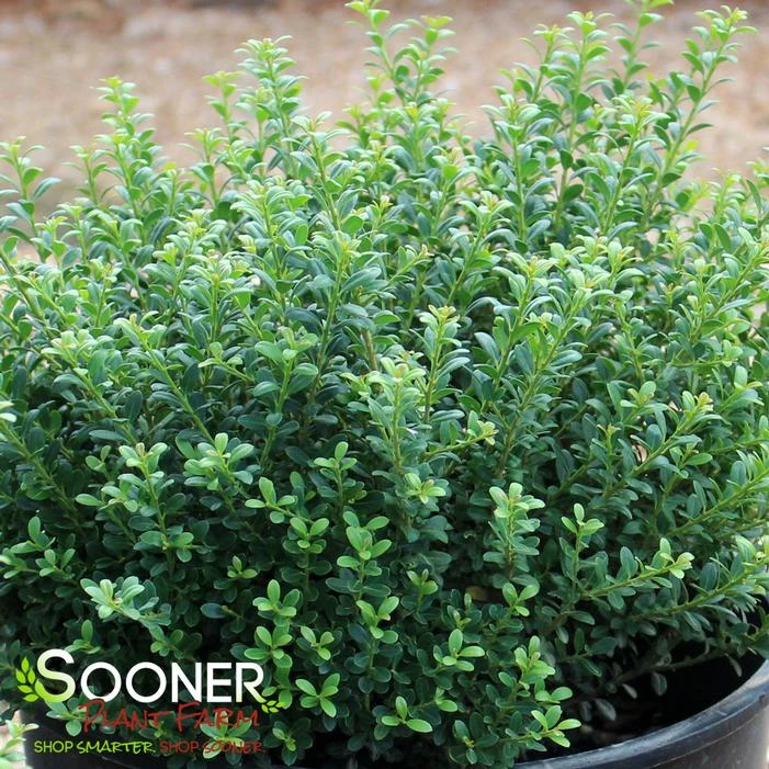 LUCKY MARBLE™ DWARF JAPANESE HOLLY 2 LUCKY MARBLE™ DWARF JAPANESE HOLLY - Image 2