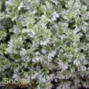 SILVER MOUND WORMWOOD