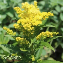 LITTLE LEMON GOLDENROD -Plant Urea Sales DETA 588