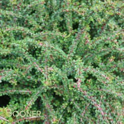 TOM THUMB COTONEASTER -Plant Urea Sales DETA 613
