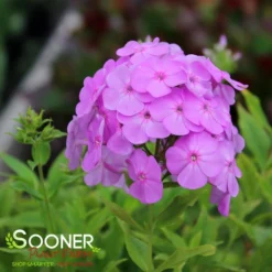 DAVID'S LAVENDER GARDEN PHLOX