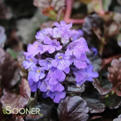 WALBERTON'S® BLACK SCALLOP AJUGA