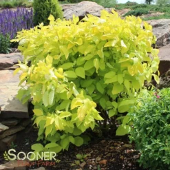 GARDEN GLOW™ DOGWOOD