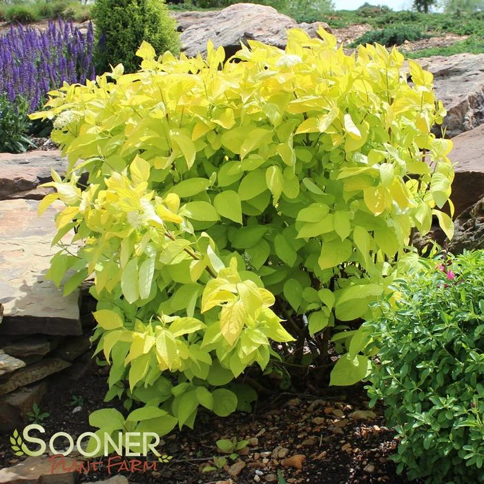 GARDEN GLOW™ DOGWOOD 1 GARDEN GLOW™ DOGWOOD