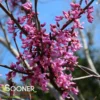 EASTERN REDBUD