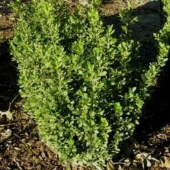 BABY GEM™ BOXWOOD -Plant Urea Sales DETA2 1053