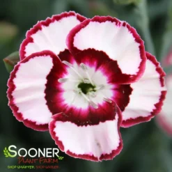 RASPBERRY SWIRL DIANTHUS -Plant Urea Sales DETA2 1178