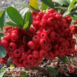 SANTA CRUZ PYRACANTHA -Plant Urea Sales DETA2 1230
