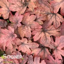 SWEET TEA FOAMY BELLS -Plant Urea Sales DETA2 1232