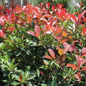 FIREBALL RED™ PHOTINIA 1 FIREBALL RED™ PHOTINIA