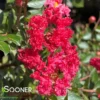 CHERRY DAZZLE® CRAPEMYRTLE