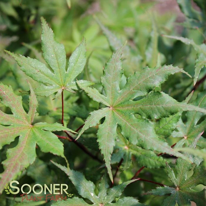 AMBER GHOST UPRIGHT JAPANESE MAPLE 3 AMBER GHOST UPRIGHT JAPANESE MAPLE - Image 3