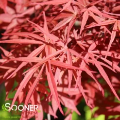 BENI OTAKE UPRIGHT JAPANESE MAPLE -Plant Urea Sales DETA2 1410