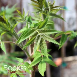 STAGHORN SUMAC -Plant Urea Sales DETA2 1475