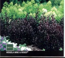 WINE & ROSES® WEIGELA -Plant Urea Sales DETA2 150
