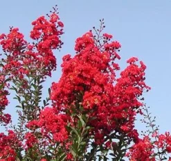 RED ROCKET® CRAPEMYRTLE -Plant Urea Sales DETA2 164