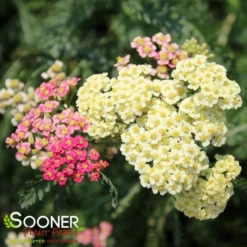 SUMMER PASTELS YARROW -Plant Urea Sales DETA2 1720
