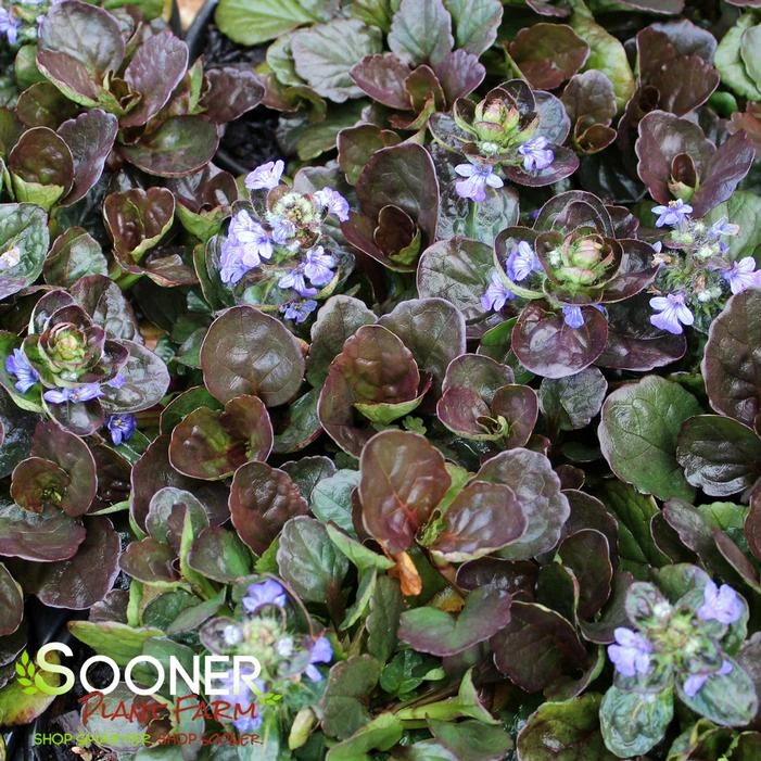 CATLIN'S GIANT AJUGA 2 CATLIN'S GIANT AJUGA - Image 2