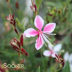 SISKIYOU PINK WAND FLOWER -Plant Urea Sales DETA2 1762