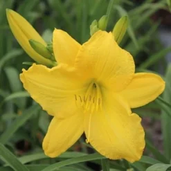SCENTUAL SUNDANCE DAYLILY -Plant Urea Sales DETA2 1778